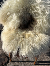 Bear Hug Sheepskin